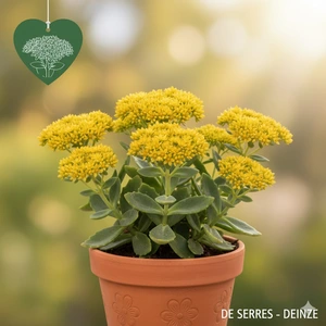 Sedum spectabile 'Sunkissed'® P9