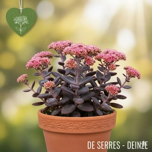 Sedum SunSparkler® 'Blue Pearl'