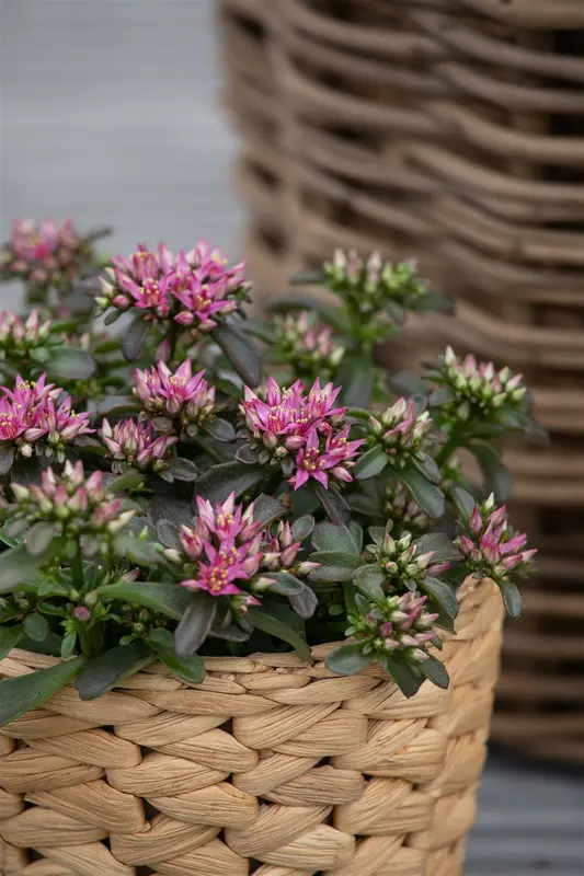Spot On™ Deep Rose - afbeelding 5