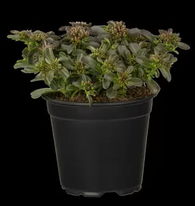 Spot On™ Deep Rose - afbeelding 8