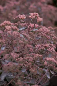Sedum tel. 'Karfunkelstein' P9 - afbeelding 3