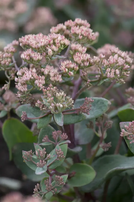 Sedum tel. 'Karfunkelstein' P9 - afbeelding 4