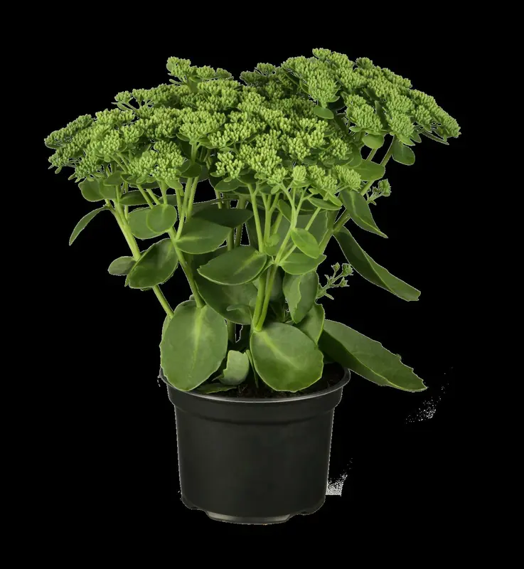 Sedum tel. 'Karfunkelstein' P9 - afbeelding 1