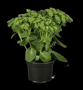 Sedum tel. 'Karfunkelstein' P9 - afbeelding 1