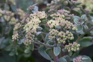 Sedum tel. 'Karfunkelstein' P9 - afbeelding 2