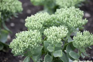 Sedum tel. 'Karfunkelstein' P9 - afbeelding 5
