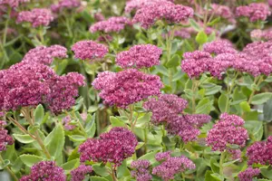 Herbstfreude - afbeelding 5