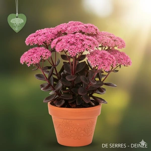 Sedum telephium 'Xenox'® P9