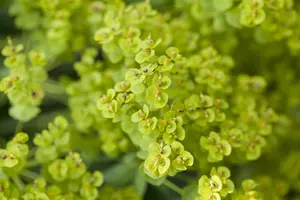 euphorbia seguieriana ssp niciciana P9 - afbeelding 4