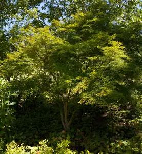 acer palm. 'seiryu' (175-200 cm) - afbeelding 5