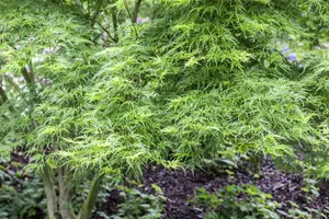 acer palm. 'seiryu' (150-175 cm) - afbeelding 2