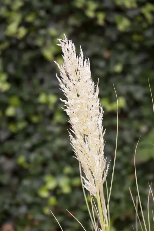 cortaderia selloana P9 - afbeelding 5