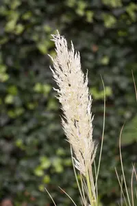 cortaderia selloana P9 - afbeelding 5