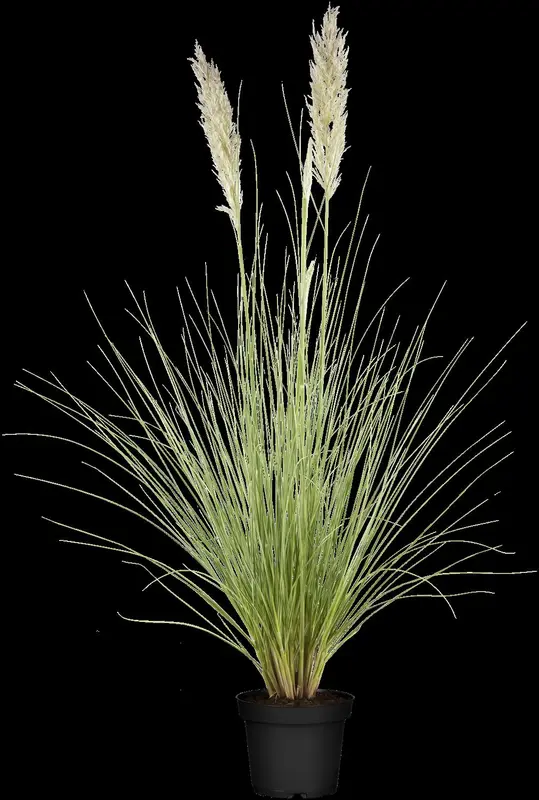 cortaderia selloana P9 - afbeelding 3