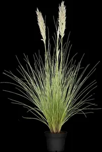 cortaderia selloana P9 - afbeelding 3