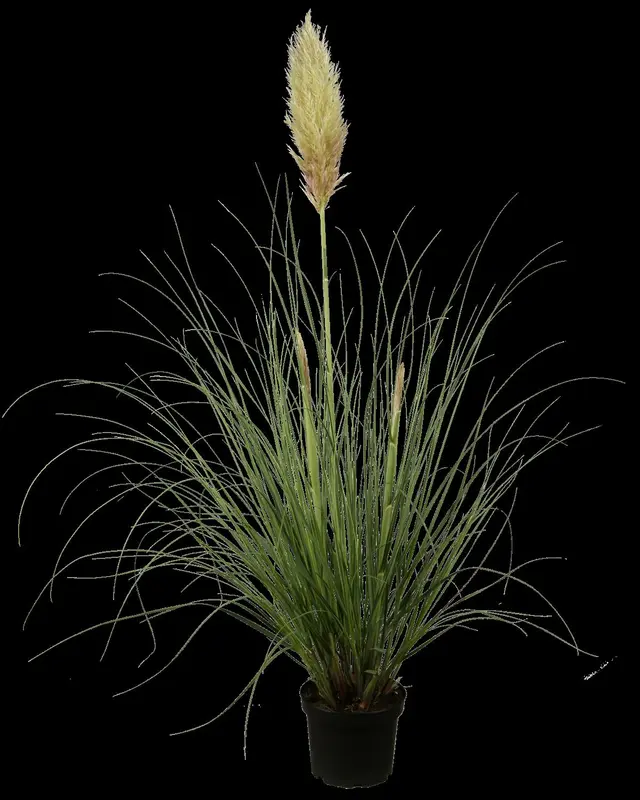 cortaderia selloana P9 - afbeelding 1