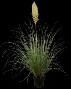 cortaderia selloana P9 - afbeelding 5