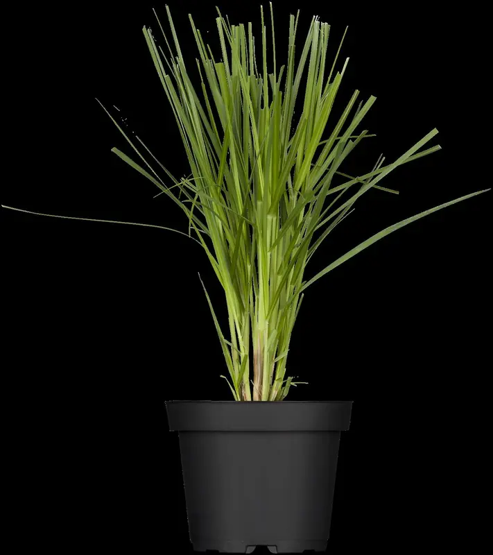 cortaderia selloana P9 - afbeelding 2