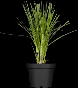 cortaderia selloana P9 - afbeelding 2