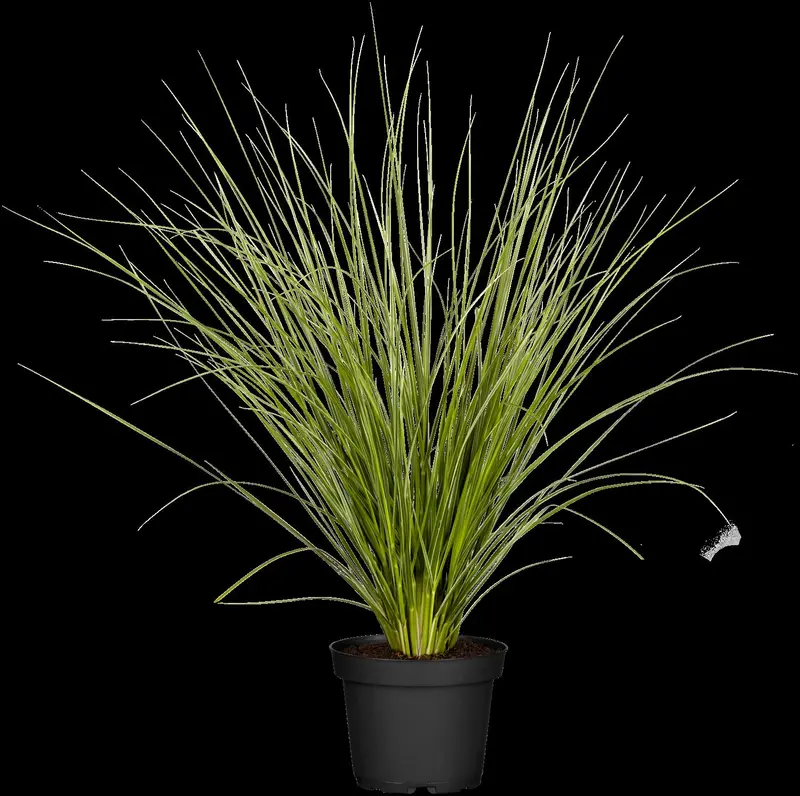 cortaderia selloana P9 - afbeelding 4