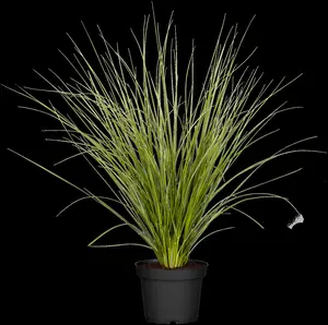 cortaderia selloana P9 - afbeelding 4