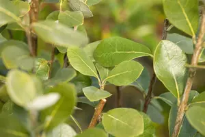 acca sellowiana (feijoa sellowiana) (60- 80cm) - afbeelding 5