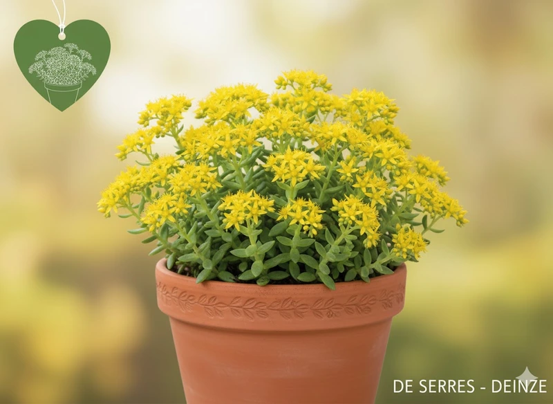 Sedum selskianum P11