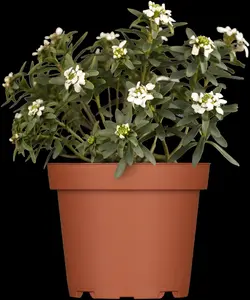 iberis sempervirens P9 - afbeelding 5