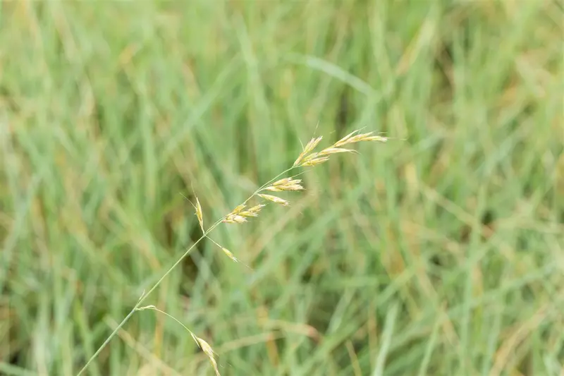 helictotrichon sempervirens P9
