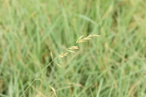 helictotrichon sempervirens P9