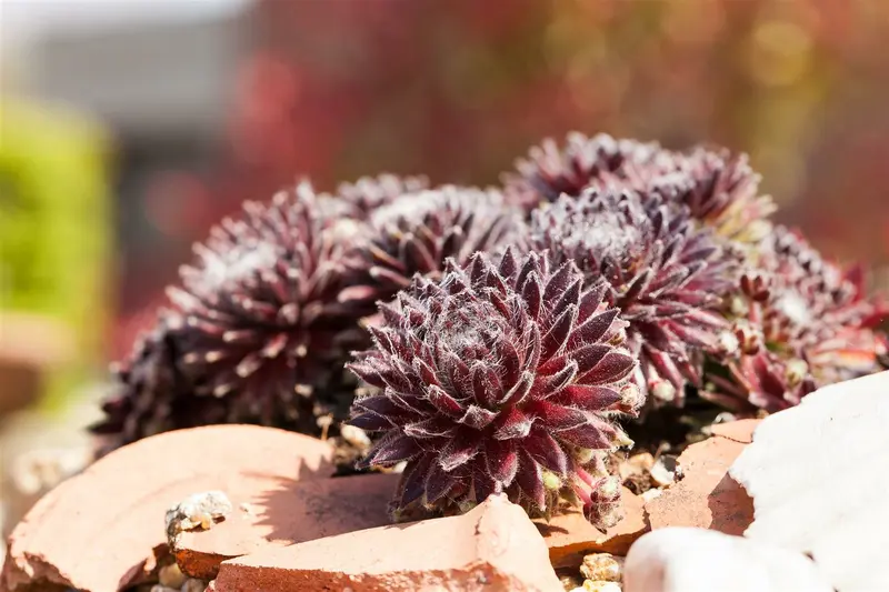 Sempervivum ar. 'Rubrum' P9