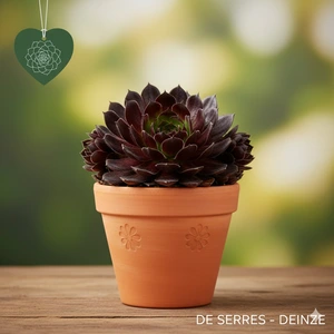 Sempervivum 'Dark Beauty' P9