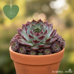 Sempervivum tectorum 'Feldmaier' P9