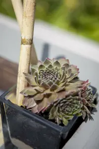 Sempervivum P9 - afbeelding 2