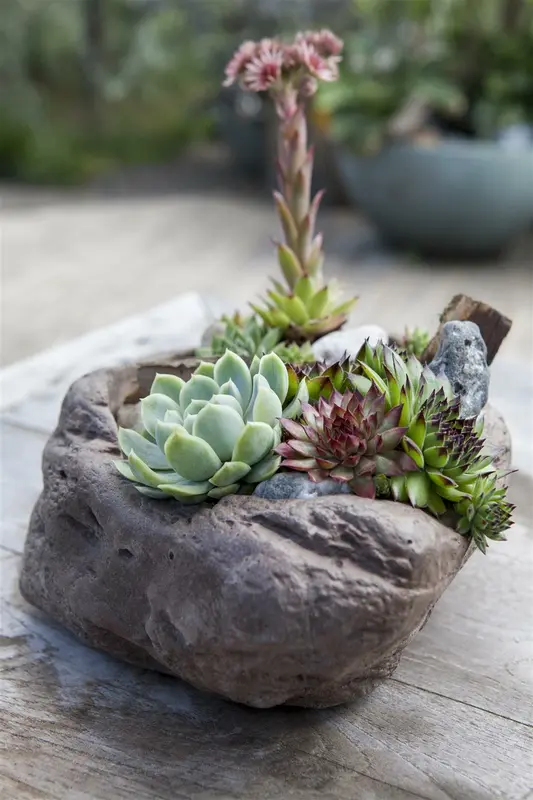 Sempervivum P9 - afbeelding 4