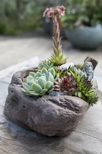 Sempervivum P9 - afbeelding 4