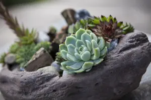 Sempervivum P9 - afbeelding 3