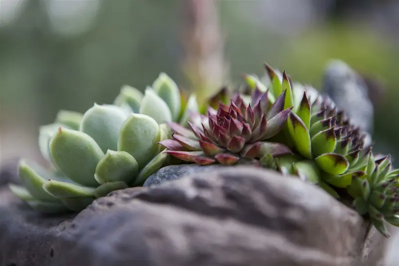 Sempervivum P9 - afbeelding 5