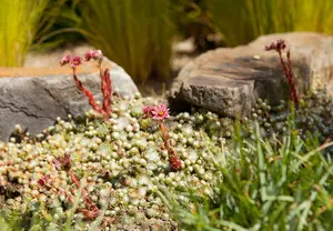 Sempervivum P9 - afbeelding 1