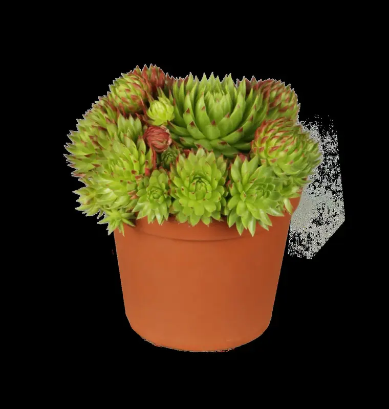 Sempervivum 'Pyrenaicum' P9 - afbeelding 1