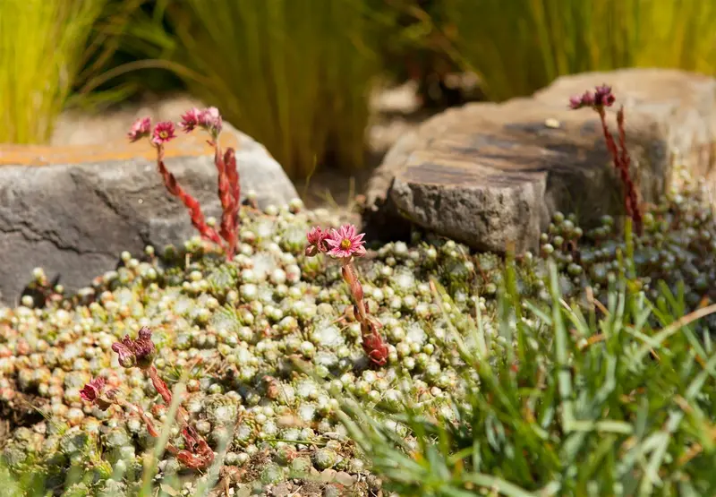 Sempervivum 'Pyrenaicum' P9 - afbeelding 4