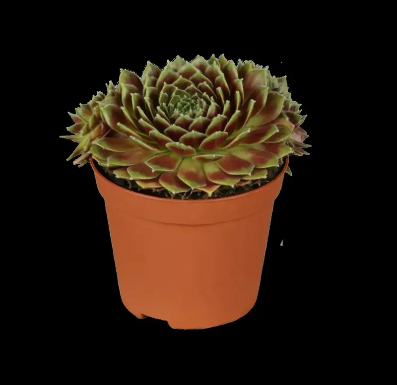 Sempervivum 'Pyrenaicum' P9 - afbeelding 2