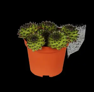 Sempervivum 'Pyrenaicum' P9 - afbeelding 3