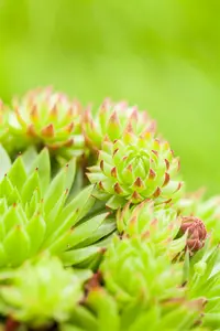 tectorum - afbeelding 2