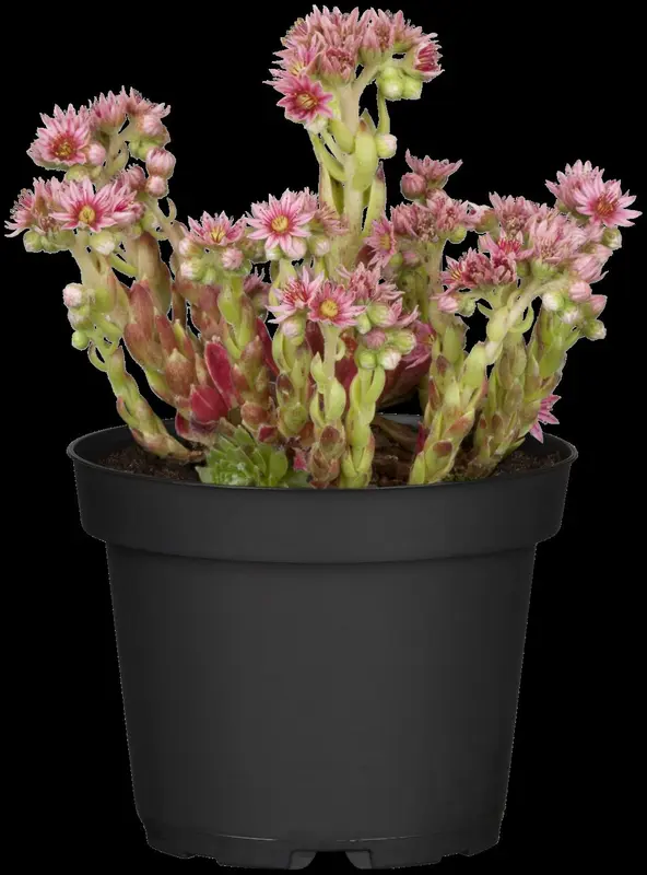 tectorum - afbeelding 1