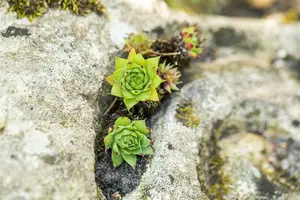 tectorum - afbeelding 4