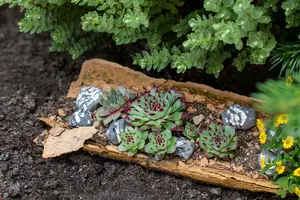 tectorum - afbeelding 5
