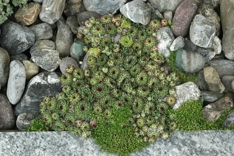 tectorum - afbeelding 3