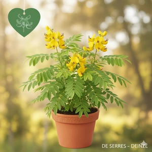 Senna hebecarpa