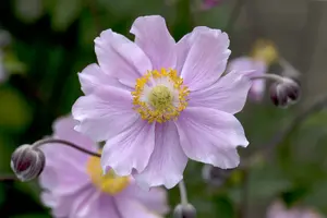 anemone hup. 'september charm' P9 - afbeelding 5